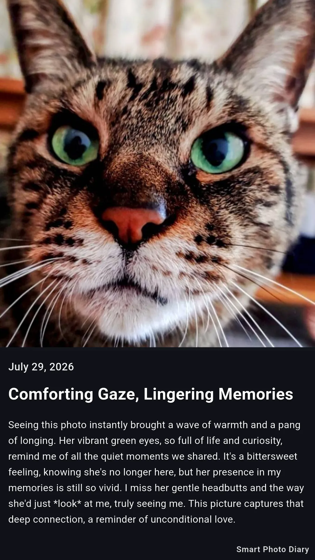 The finished entry: the cat photo above a short diary written from it